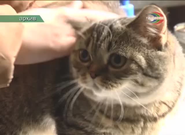 Осторожно – бешенство!.mp4 смотреть онлайн