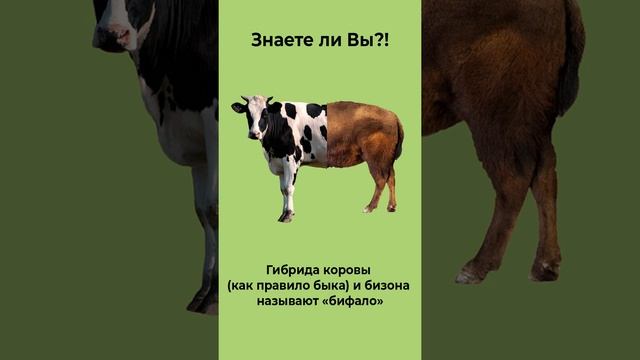 Гибрида коровы (как правило быка) и бизона называют «бифало». Знаете ли Вы?!