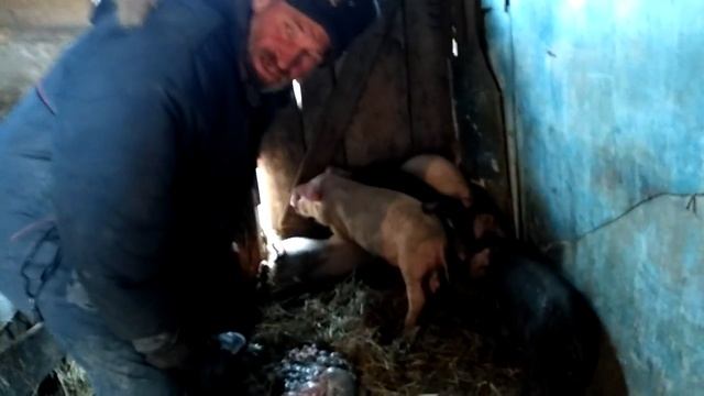 Как откормить месячных поросят ландрасов смотреть онлайн