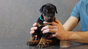 щенок добермана