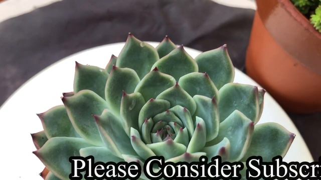 Echeveria Silhouette Dark Ice | My Succulent Collection • #succulentlover смотреть онлайн