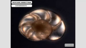 Отличие многоклеточного организма от одноклеточного