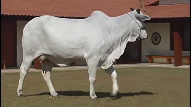 MAUI STS - STS 1200 смотреть онлайн