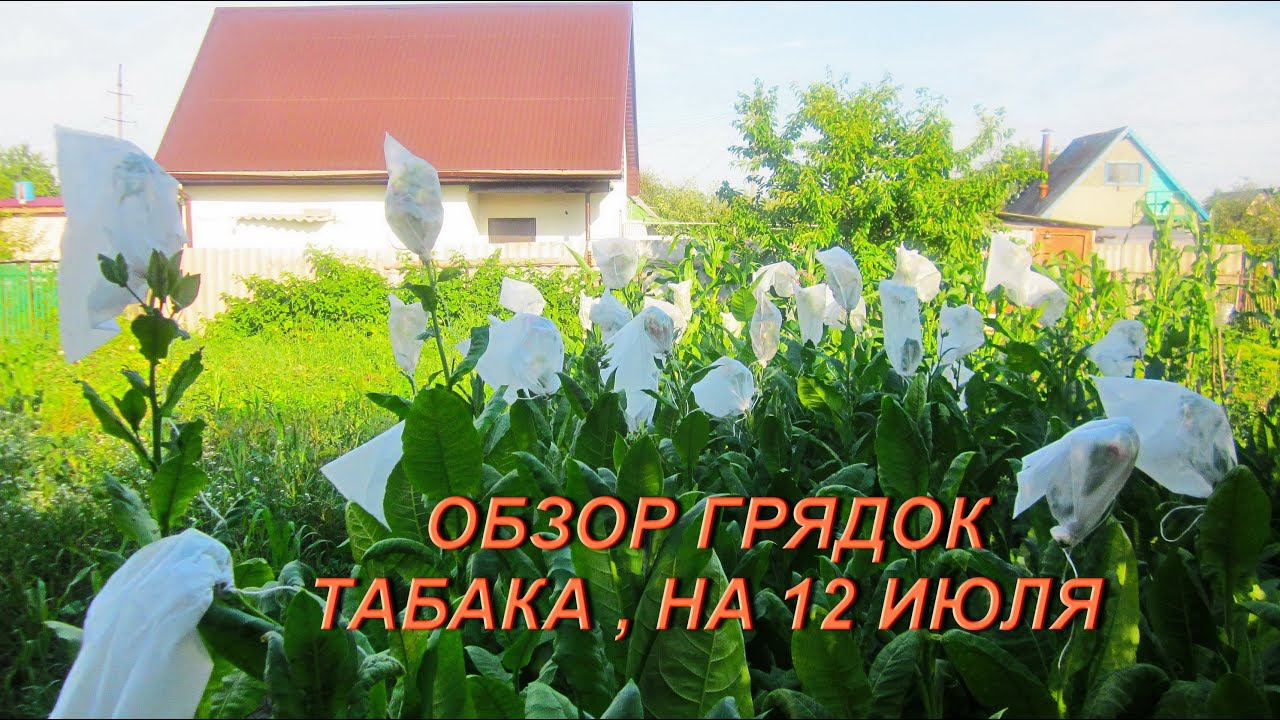 ДНЕВНИК ТАБАКОВОДА  27  12 .07 Обзор грядок табака  ТАБАК