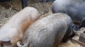 ХРЯК ПОКУСАЛ СВИНОМАТКУ И ПЕРЕСТАЛ ПОКРЫВАТЬ СВИНЕЙ.ЧТО ДЕЛАТЬ НУЖЕН СОВЕТ.