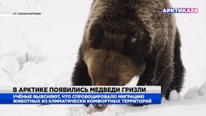 В Арктике появились медведи гризли