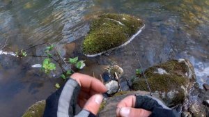 Трофей. Ручьевая форель за 50см.