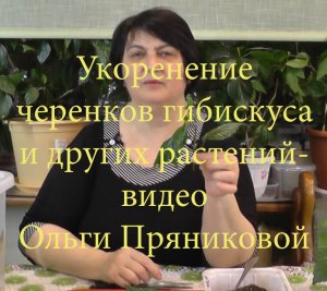 Укоренение черенков Гибискуса и других растений-видео Ольги Пряниковой