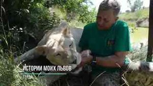 Истории наших львов! ГЕРДА -ЗВЕЗДА ТАЙГАНА!
