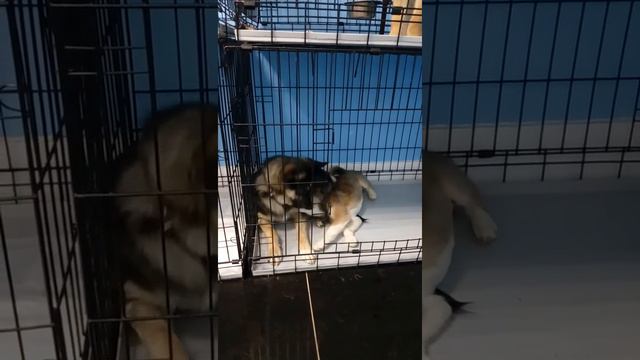 Гаврик с Румом смотреть онлайн