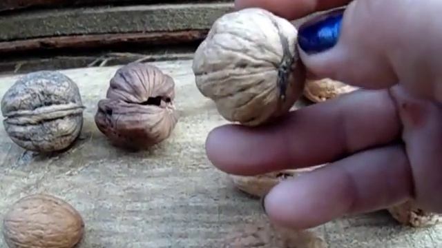 Отвечаю на ваши вопросы, рассказываю подробно! Самое неприхотливое дерево вашего сада: Грецкий орех