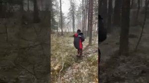 глухие леса Карелии