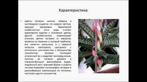 гастерия