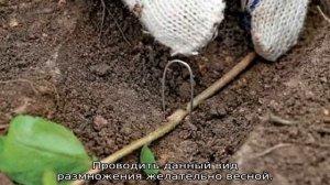 Слива Скороспелка Красная