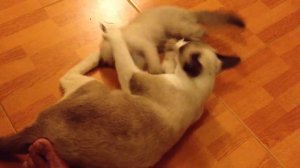 Сиамская кошка характер.Тайская кошка.Злая сиамская кошка.Жизнь во Франции