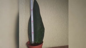 Sansevieria masoniana VICTORIA Сансевиерия Масониана Виктория (?)
