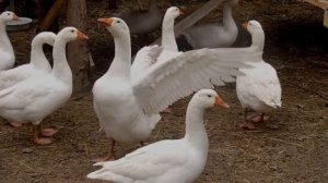 Губернаторские гуси — описание