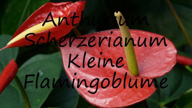 How to say Anthurium Scherzerianum Kleine Flamingoblume in English? смотреть онлайн