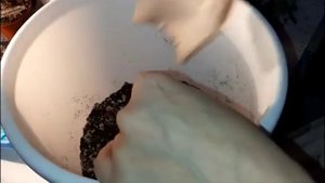 Цветение эхеверий, и пересадка мирта.