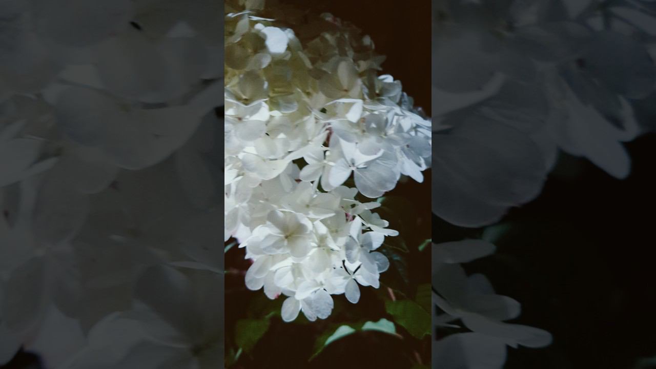 Гортензия  "Ванилла фрейз" #гортензиивсаду #гортензияказань #гортензии #vanillefr