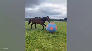 Смотрите и УМРЕТЕ ОТ СМЕХА 🤣СУПЕР СМЕШНЫЕ ВИДЕО С ЖИВОТНЫМИ 2024 ГОДА