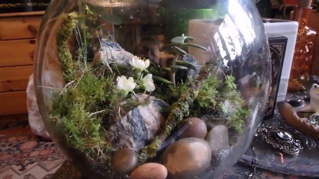 комнатные растения в марте (2019 год) смотреть онлайн