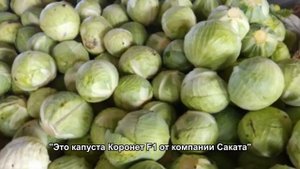 КОРОНЕТ F1 - ОТЛИЧНАЯ КАПУСТА НА ДЛИТЕЛЬНОЕ ХРАНЕНИЕ