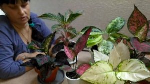 #Мои_комнатные_растения // Обзор моих Аглаонем и кое-что НОВЕНЬКОЕ!