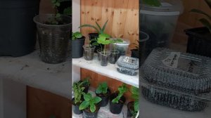 Фикус каучуконосный,подкормки,черенкование ( продолжение)