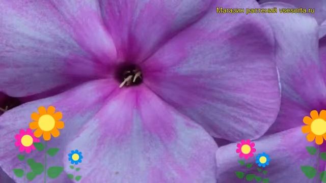 Флокс метельчатый Седая Дама. Краткий обзор, описание характеристик phlox paniculata Sedaia Dama смотреть онлайн