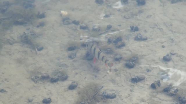 Favorite White Bird 2020 spinning rod review смотреть онлайн