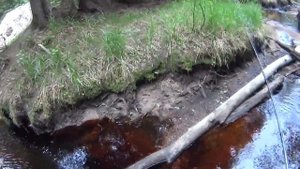 Однодневный поход вдоль реки Морье до Ладожского озера