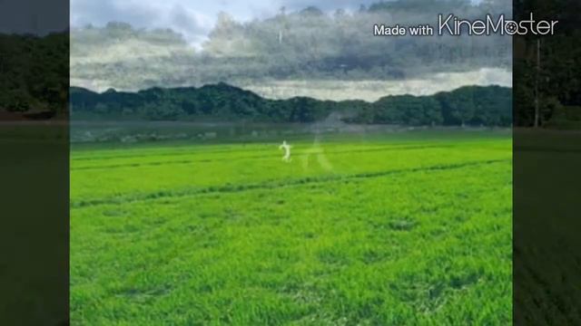 Неизвестные Животные Планеты Земля 213 - Кунэ-Кунэ смотреть онлайн