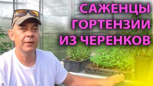 Даже ребёнок справится! Размножаем гортензии черенками легко и быстро 🧒🌸