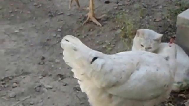 Смешное видео про кошек. Белый и его друзья. смотреть онлайн