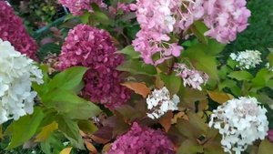 #гортензиягеркулес Новинка! Гортензия метельчатая Геркулес.