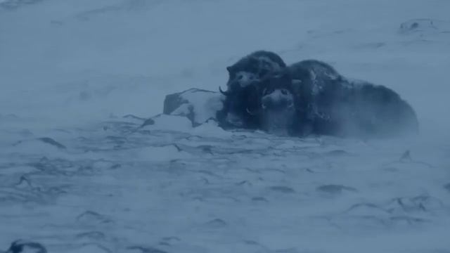 Овцебык - Древнее животное пережившее ледниковый период смотреть онлайн