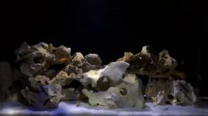 Мой аквариум с танганьикой!