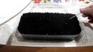 Будлея.Выращивание из семян.