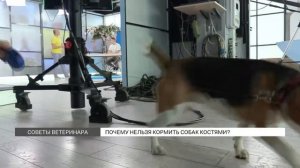 Почему нельзя кормить собак костями?