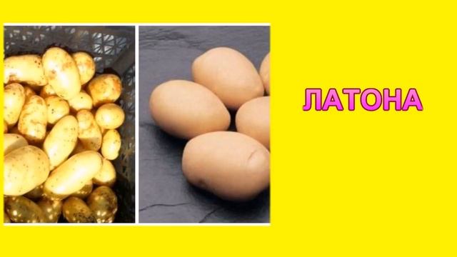 ГОЛЛАНДСКИЙ КАРТОФЕЛЬ: 5 САМЫХ УРОЖАЙНЫХ СОРТОВ