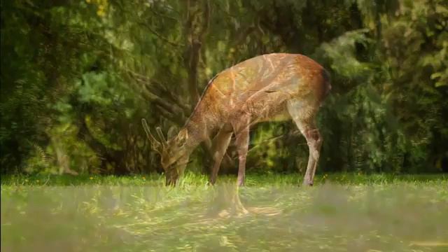 Celtic Flute Music Mystique Forest Beautiful, Relaxing and Meditative Music by E F Cortese 360p смотреть онлайн