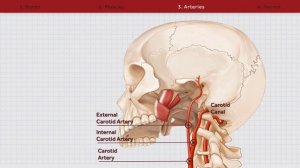 Infratemporal Fossa Animation