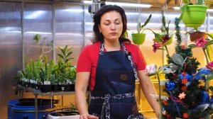 Освещение и Уход За Адениумами Зимой? Все Очень Просто!