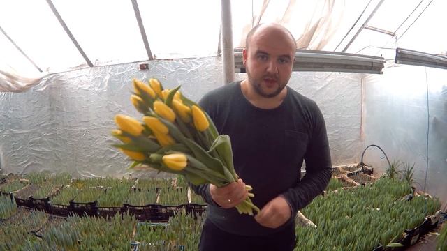 Вирощування тюльпанів. Тюльпан Стронг Голд. Tulips Strong Gold / Выращивание тюльпанов.