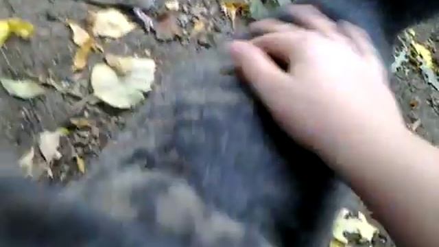 котя поймал крысу смотреть онлайн