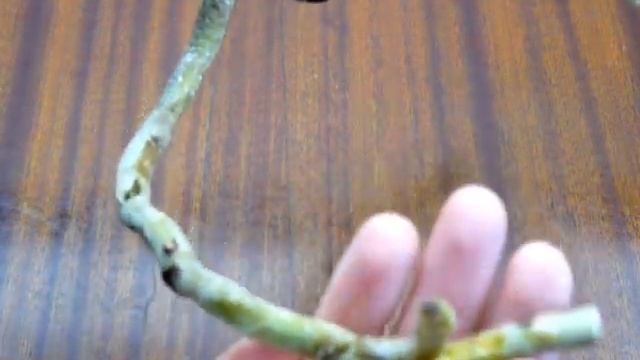 ✅ Орхидея Ванда без корней. Что делать? Нужна реанимация! смотреть онлайн