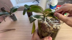 орхидейные скелеты в моём шкафу / изолятор для НЕМАТОДНЫХ орхидей