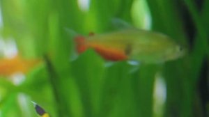 Тетра "зелёный огонь" - афиохаракс ратбуна (ратбуни)
