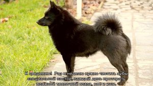Шипперке (собака): описание породы, характер